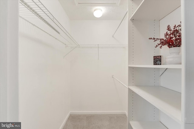 spacious closet featuring carpet