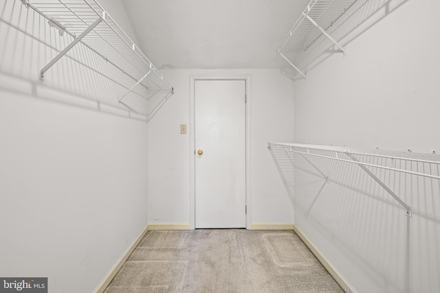 walk in closet with carpet flooring