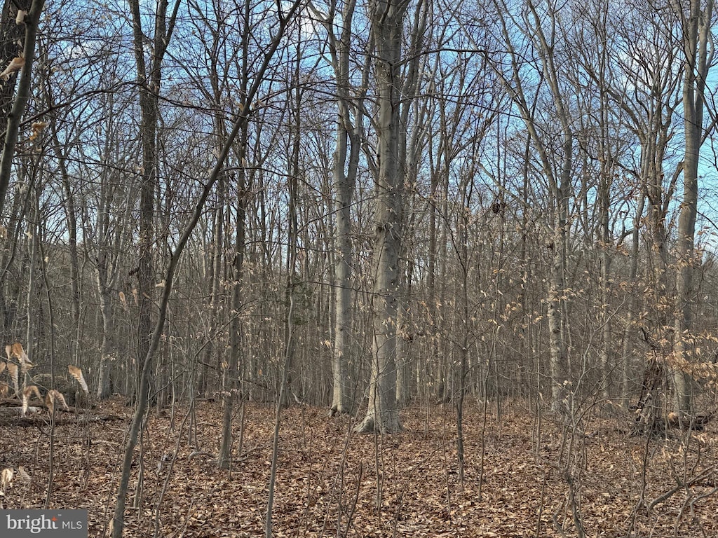 view of local wilderness