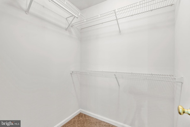 walk in closet with carpet floors