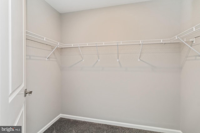 spacious closet with carpet