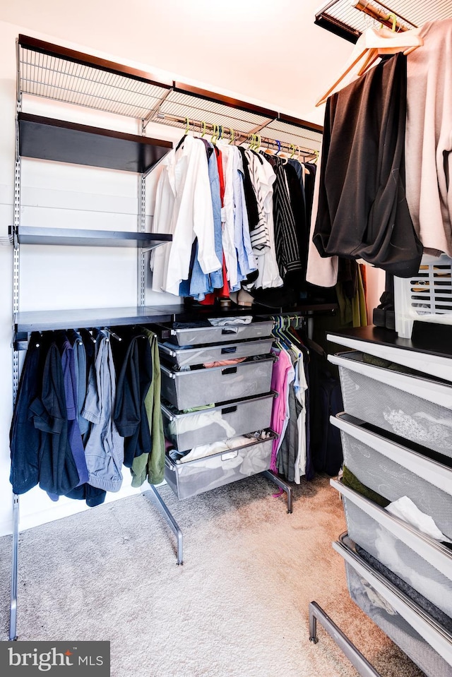 spacious closet featuring carpet flooring