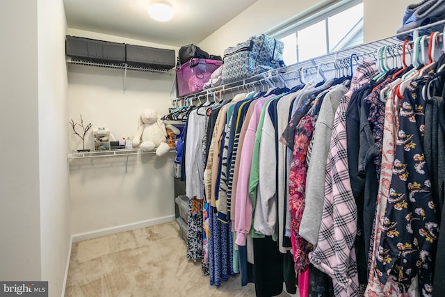 walk in closet with carpet floors
