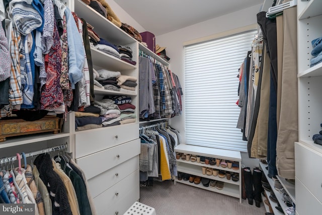 walk in closet featuring carpet flooring