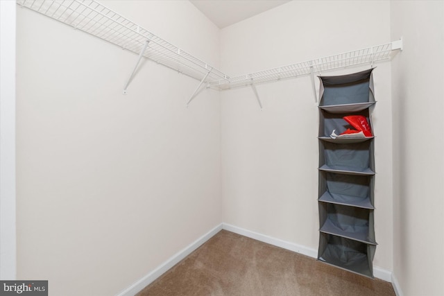 walk in closet with carpet flooring