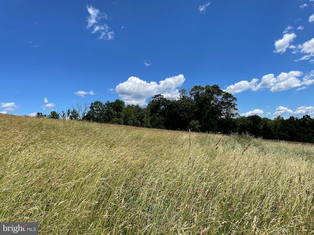 view of local wilderness