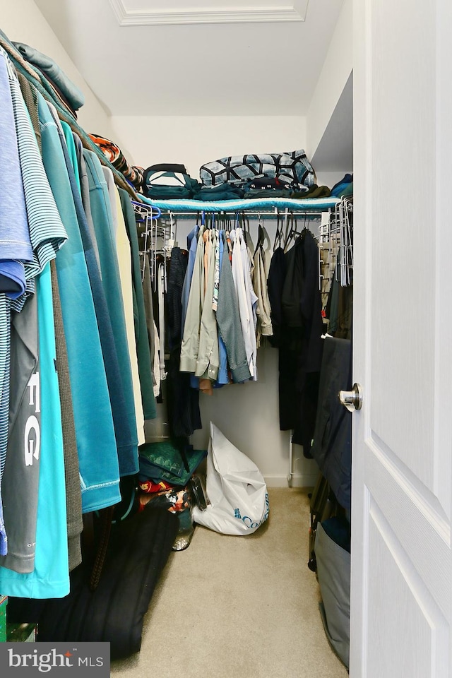 walk in closet featuring carpet floors