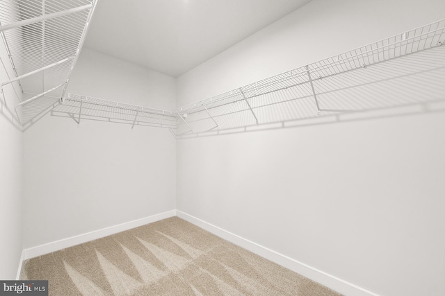 spacious closet featuring carpet flooring