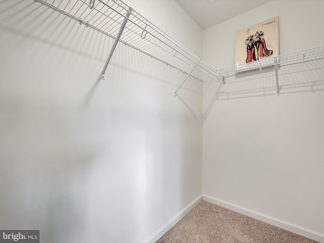 walk in closet with carpet