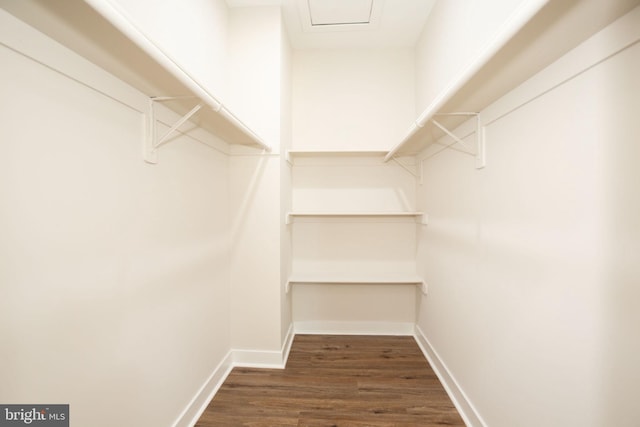 walk in closet with dark wood finished floors