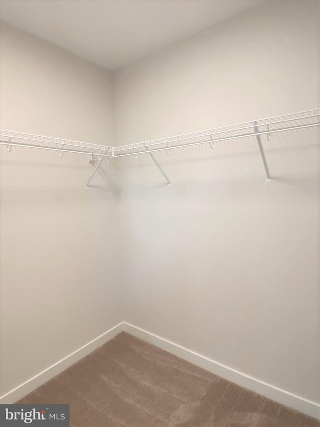 spacious closet featuring carpet floors