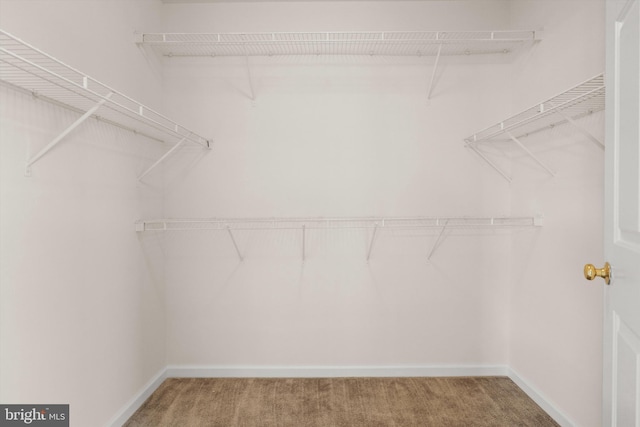 spacious closet featuring carpet floors