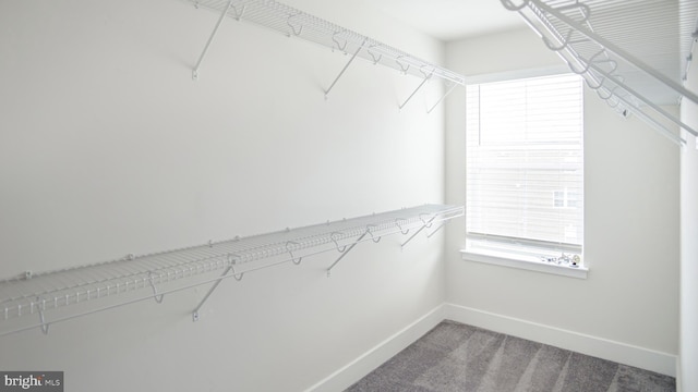 spacious closet featuring carpet