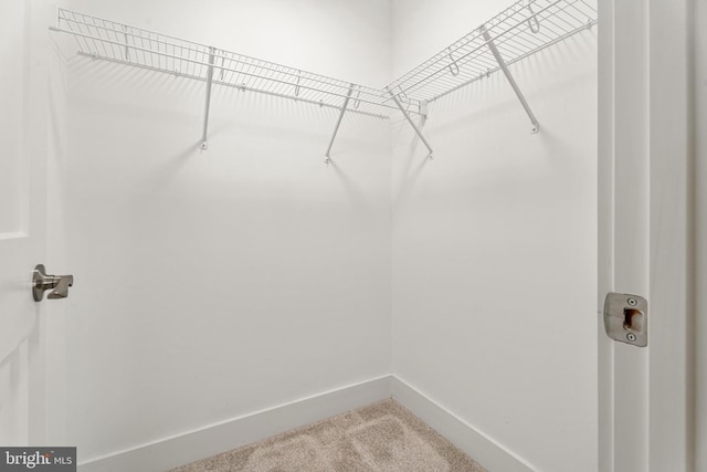 walk in closet with carpet floors