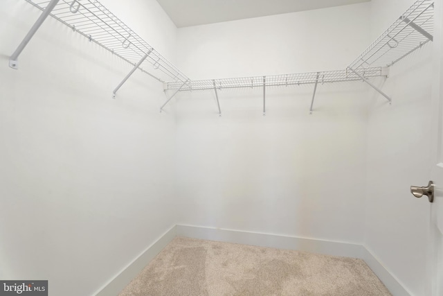 walk in closet with carpet flooring