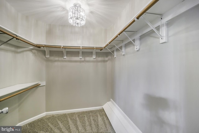 walk in closet featuring carpet flooring