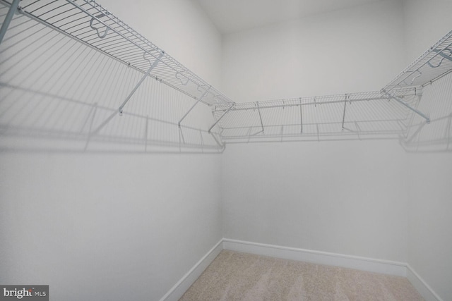 spacious closet with carpet flooring