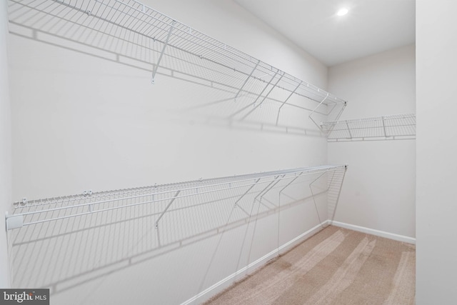 spacious closet featuring carpet floors