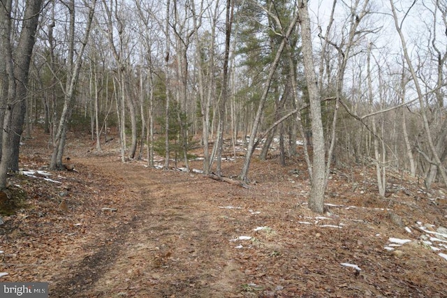 view of local wilderness