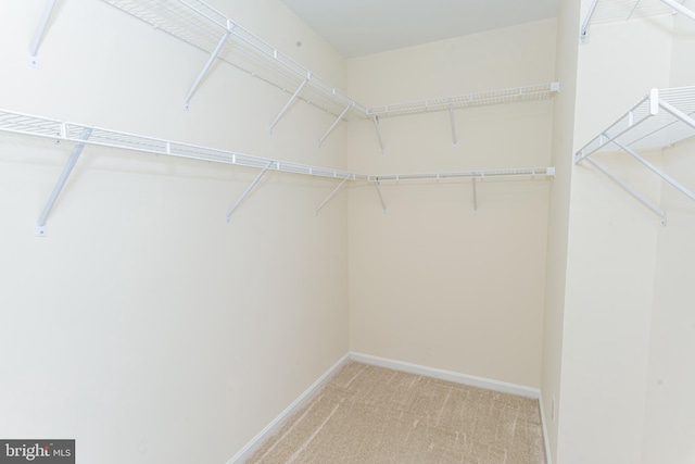 walk in closet with carpet floors