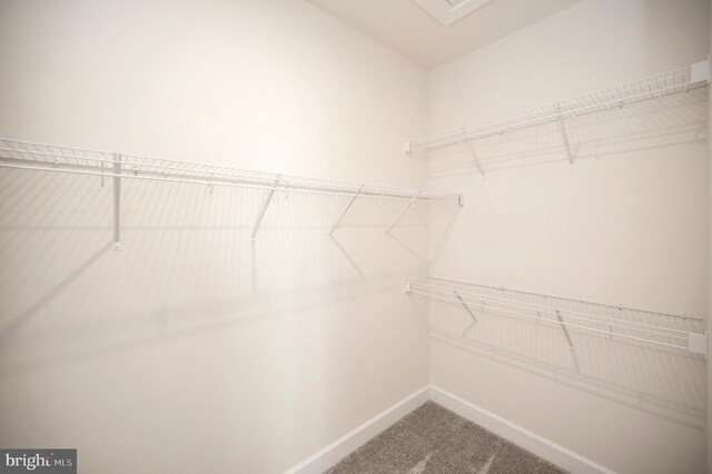 spacious closet featuring carpet floors