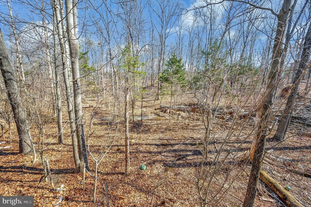 view of local wilderness