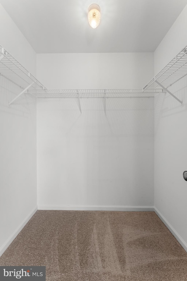 walk in closet with carpet flooring