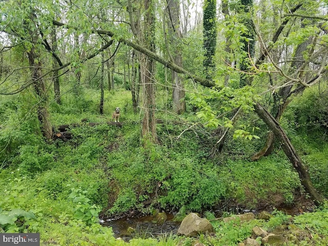 view of local wilderness featuring a forest view