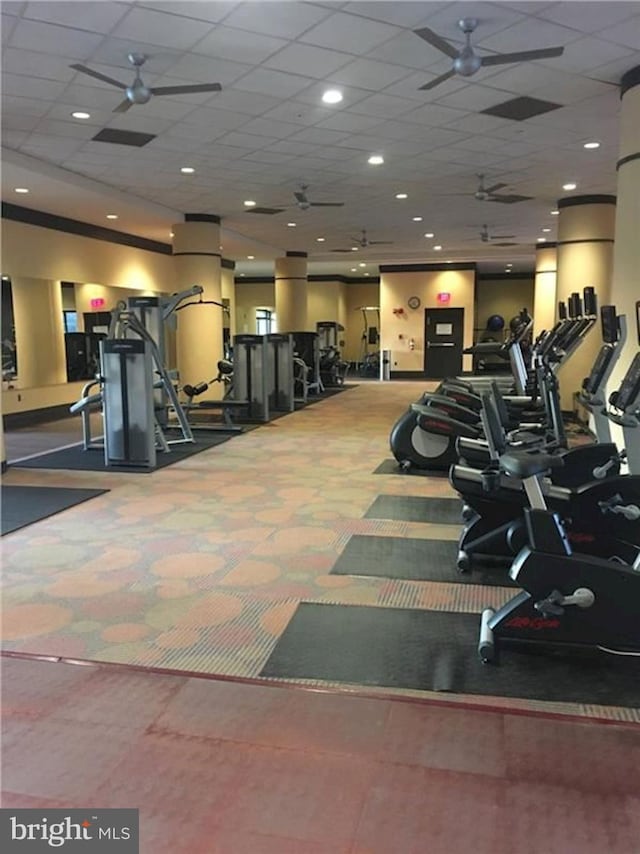 exercise room featuring a paneled ceiling, carpet floors, and a ceiling fan