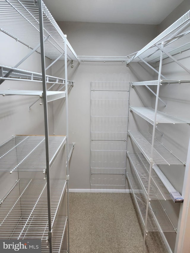 walk in closet with carpet floors