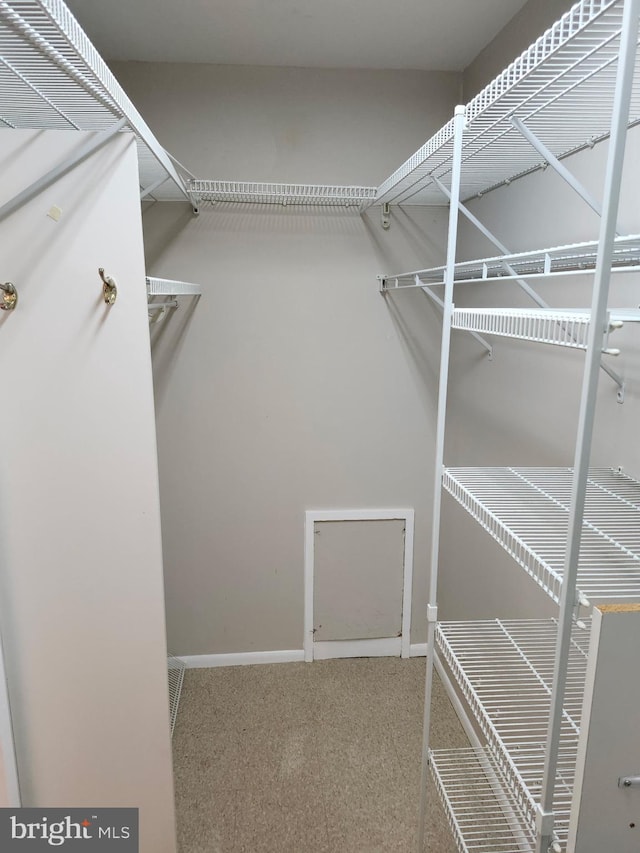 spacious closet featuring carpet flooring