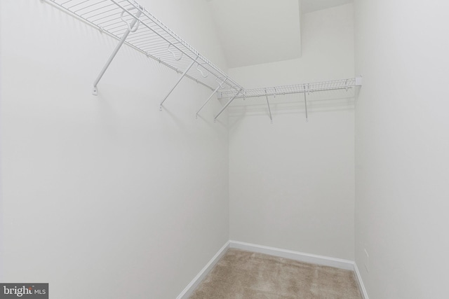 spacious closet featuring carpet floors