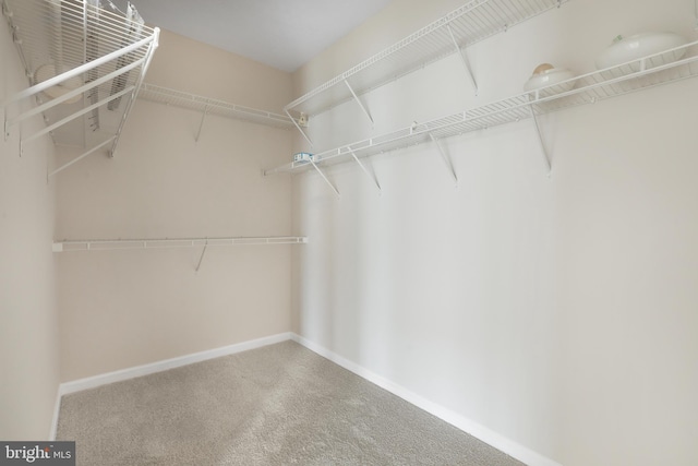 spacious closet with carpet flooring