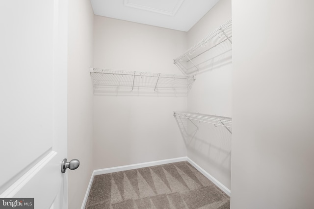 walk in closet with carpet flooring