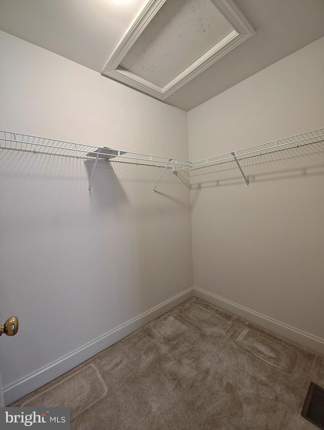 walk in closet with carpet and visible vents