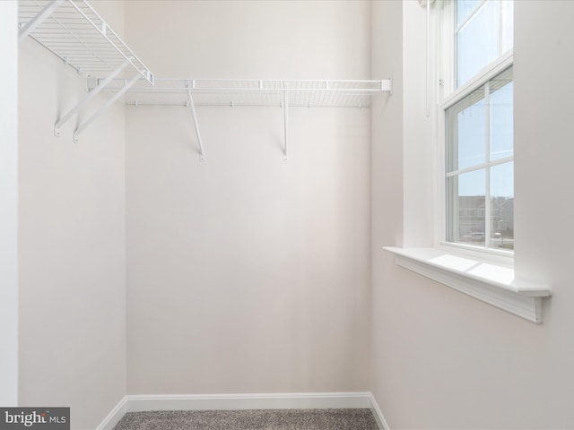 walk in closet featuring carpet