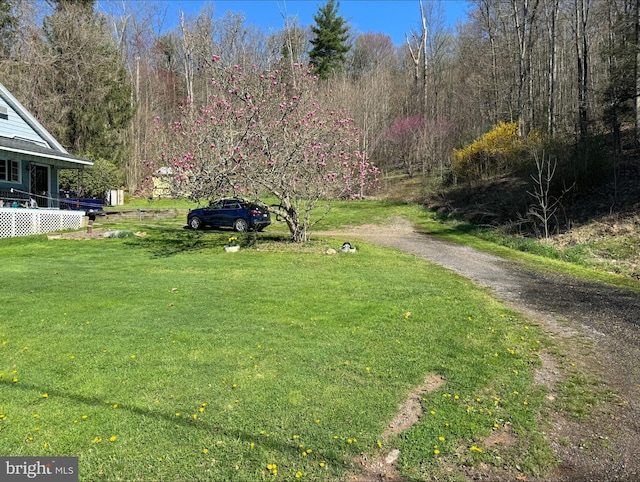 view of yard with driveway