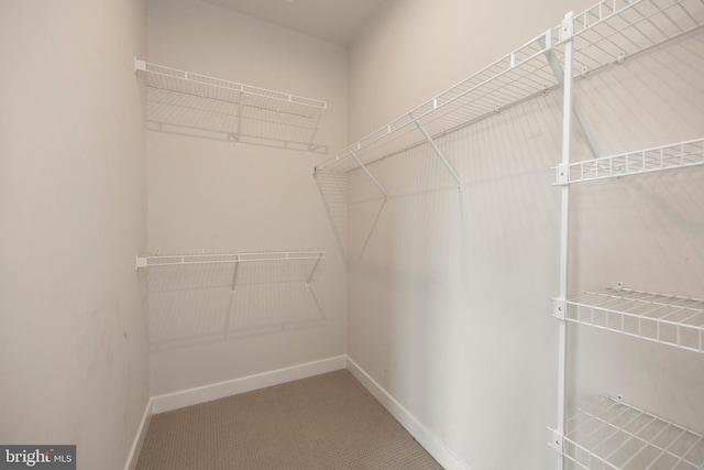 spacious closet with carpet