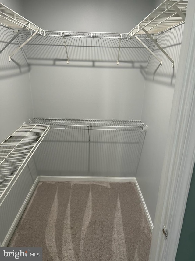 spacious closet featuring carpet floors