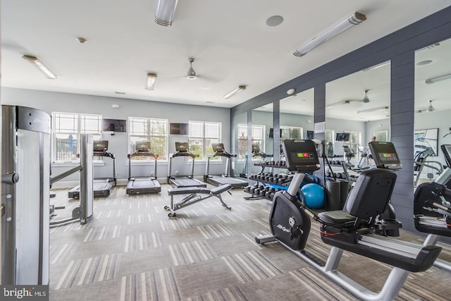 exercise room with a ceiling fan and carpet flooring