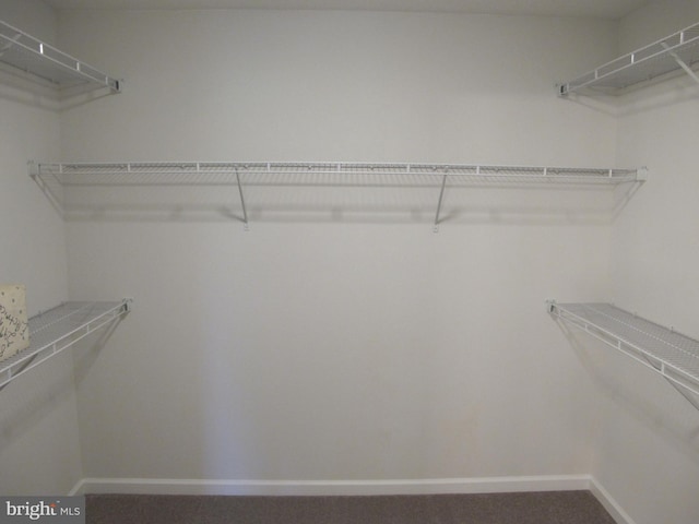 walk in closet featuring carpet