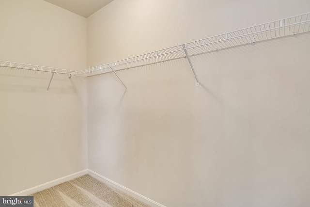 walk in closet featuring carpet floors