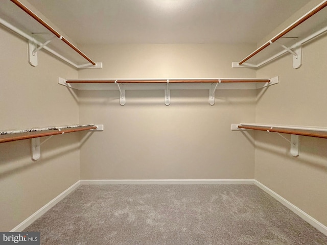 spacious closet featuring carpet