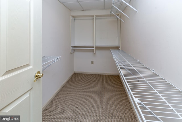 walk in closet featuring carpet flooring and a drop ceiling