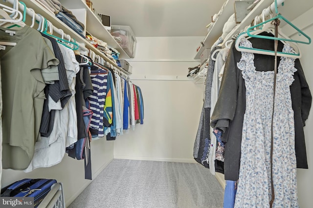 walk in closet featuring carpet flooring