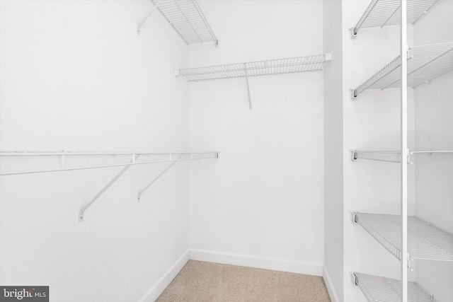 walk in closet with carpet floors