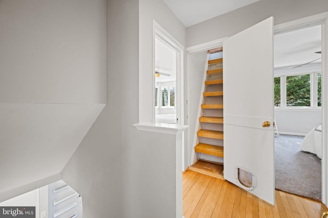 hall featuring plenty of natural light and hardwood / wood-style floors