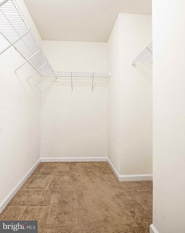 walk in closet featuring carpet