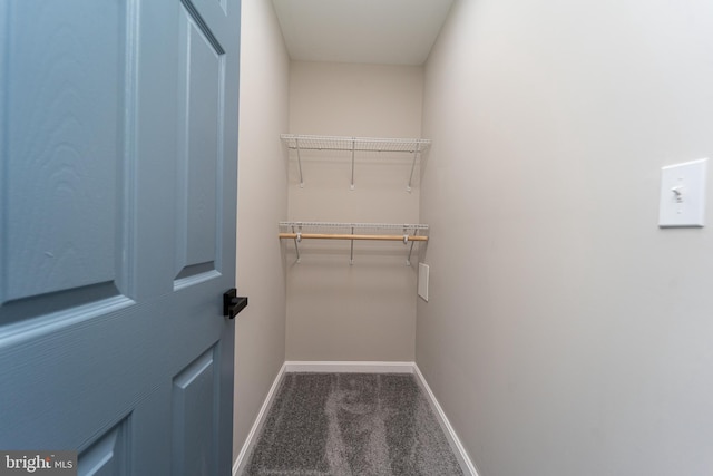 spacious closet featuring carpet flooring