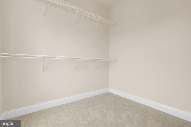 spacious closet with carpet flooring